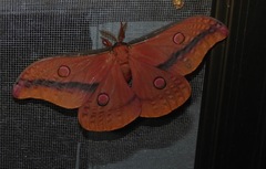 Opodiphthera loranthi