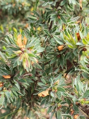 Pultenaea involucrata