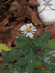 Symphyotrichum