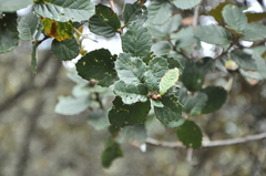 Quercus semecarpifolia
