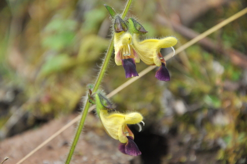 Yellow Sage (Salvia flava)
