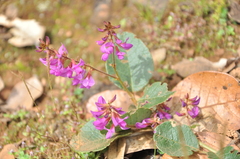 Campylotropis hirtella