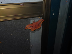 Opodiphthera loranthi