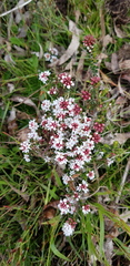 Micromyrtus