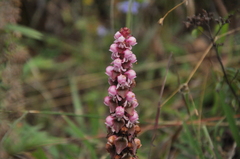 Satyrium nepalense