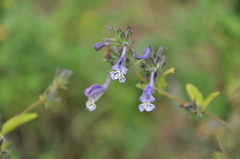 Nepeta stewartiana