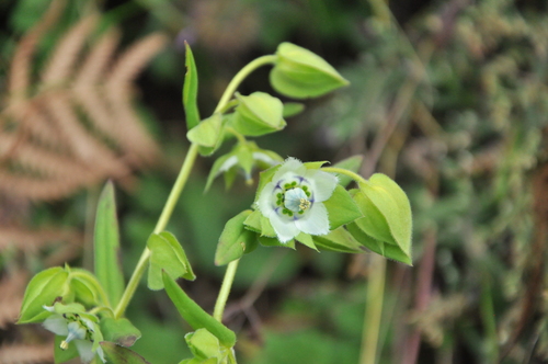 Swertia pubescens