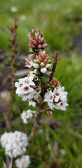 Micromyrtus