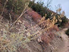 Ehrendorferia chrysantha