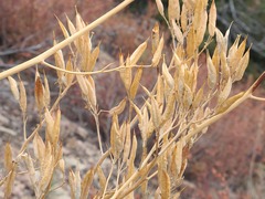 Ehrendorferia chrysantha