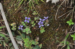 Cyananthus hookeri