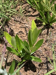 Eugenia albanensis