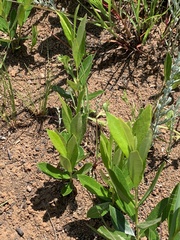 Eugenia albanensis