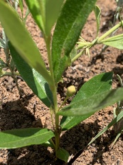 Eugenia albanensis