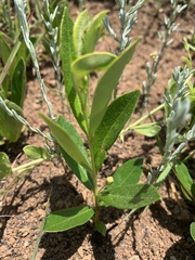Eugenia albanensis