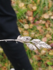 Dactylis glomerata