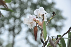 Rhododendron decorum