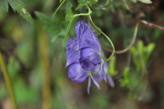 Aconitum stapfianum
