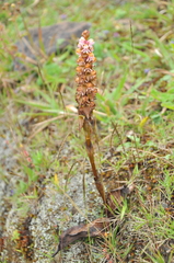 Satyrium nepalense