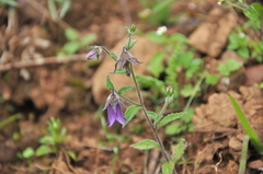 Campanula pallida