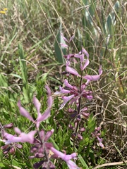 Syncolostemon transvaalensis