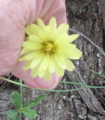 Pyrrhopappus pauciflorus