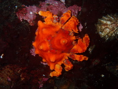 Echidnocerus cibarius