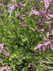 Syncolostemon transvaalensis