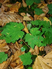 Tiarella stolonifera