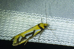Philobota sophia