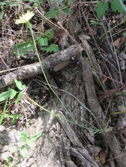 Pyrrhopappus pauciflorus