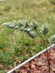 Dactylis glomerata