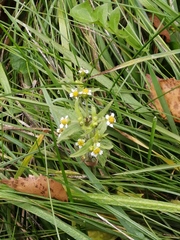 Galinsoga quadriradiata
