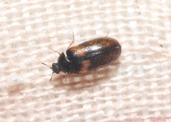 Reesa vespulae