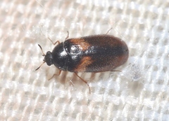 Reesa vespulae