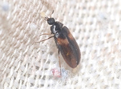 Reesa vespulae