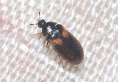 Reesa vespulae