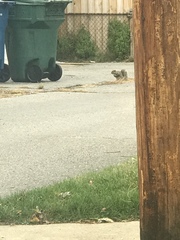 Sciurus carolinensis