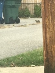 Sciurus carolinensis