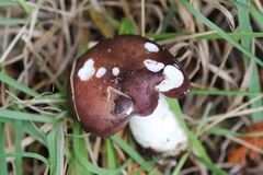Russula occidentalis