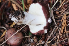 Russula occidentalis