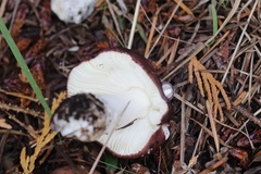 Russula occidentalis