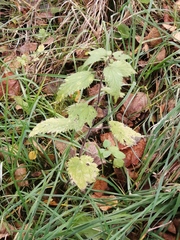 Urtica dioica