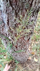 Bromus inermis