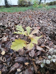 Quercus robur