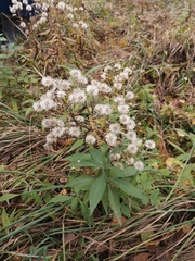 Asteraceae