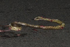 Lampropeltis holbrooki