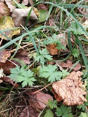 Geranium