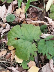 Geum