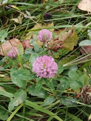 Trifolium pratense